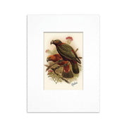 100% NZ Mini Buller Bird Print