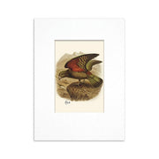 100% NZ Mini Buller Bird Print